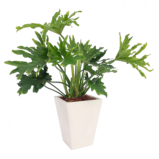 商場綠色植物，打造惬意購物環境
