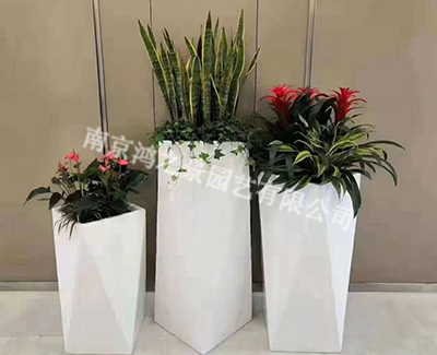 門前一角植物