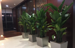 綠植租賃指南之如何讓室内鮮花存活時間長久