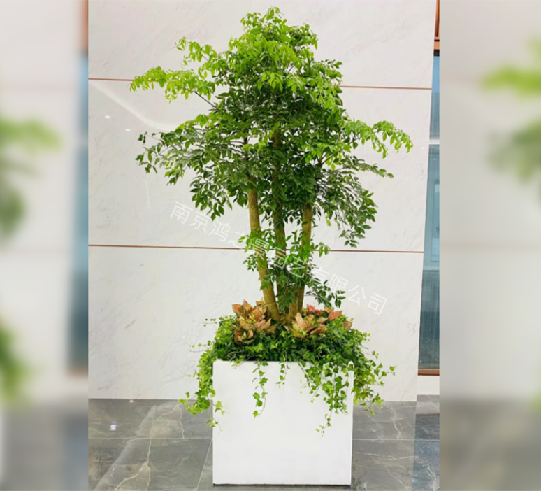 幸福樹